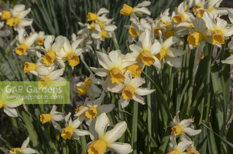 Narcissus 'Spring Sunshine'