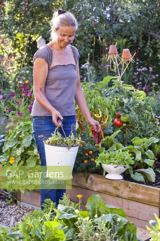 Woman carrying bucket of garden waste collected from harvested lettuce.