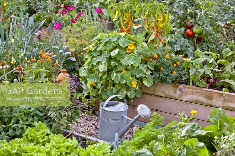 Watering can in kitchen garden full of growing crops in combination with perennial and annual flowers including Echinacea purpurea, Teucrium hircanicum, Tropaeolum majus, Tagetes patula and Cosmos bipinnatus