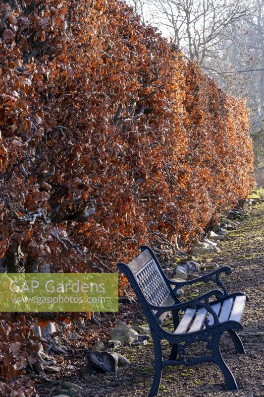 A bench in front of a beech hedge, Fagus sylvatica.  The leaves turn a copper colour in the autumn and cling onto the branches throughout the winter.