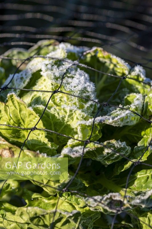Brassica oleracea var. gemmifera, coated with frost crystals covering the top of the Brussel Sprout Plant, 