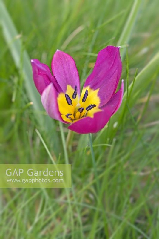 Tulipa humilis 'Persian Pearl' - March