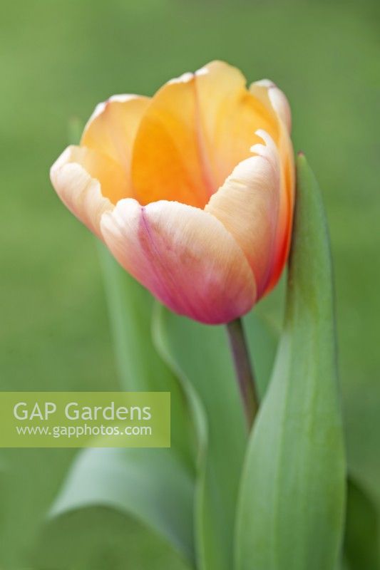 Tulipa 'Blushing Impression' - April