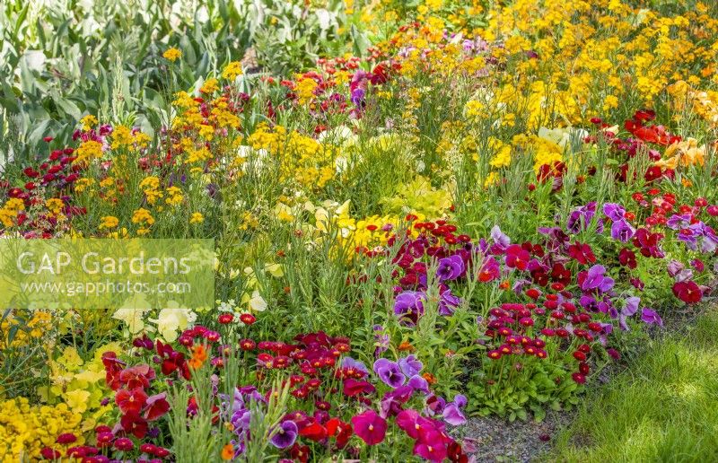 Planting with annuals, summer July