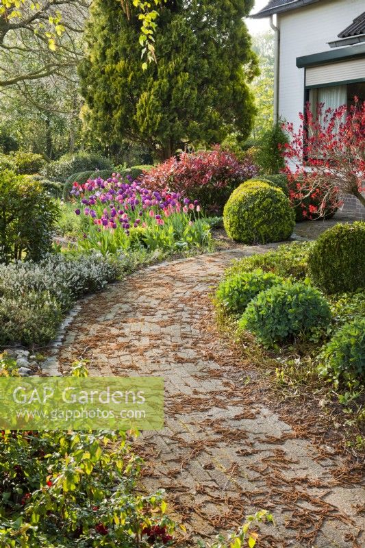 Spring front entry garden with tulips, heather, box spheres, Photinia and Cotinus.