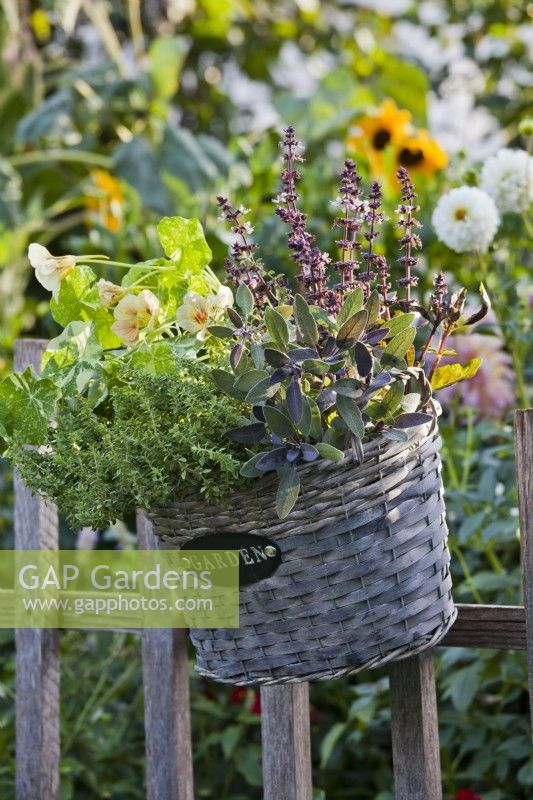 Hanging wicker basket with mixed herbs including purple sage, basil, oregano and nasturtium.