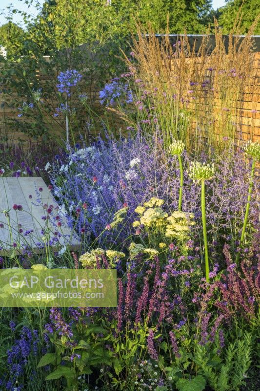 Planting of Perovskia, Achillea, Lavendula, Salvia  and Agapanthus in Turfed Out Garden, RHS Hampton Court Palace Garden Festival 2022. July.