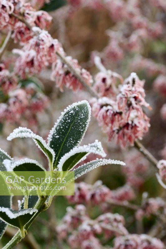 Ilex aquifolium 'Alaska' with Hamamelis x intermedia 'Diane' with frost