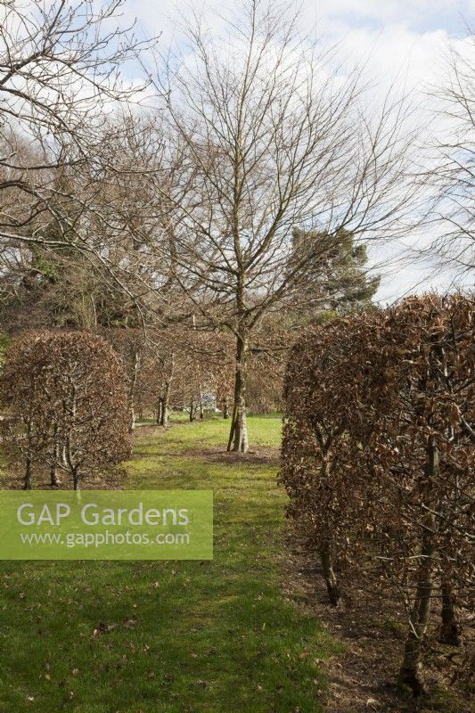 sculptural Fagus sylvatica - Beech hedges - in winter 