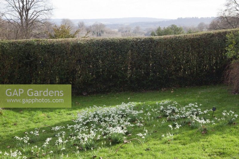 Drifts of Galanthus 'S.Arnott' with a view of The High Weald of Kent over Hawthorn hedge - Crataegus monogyna