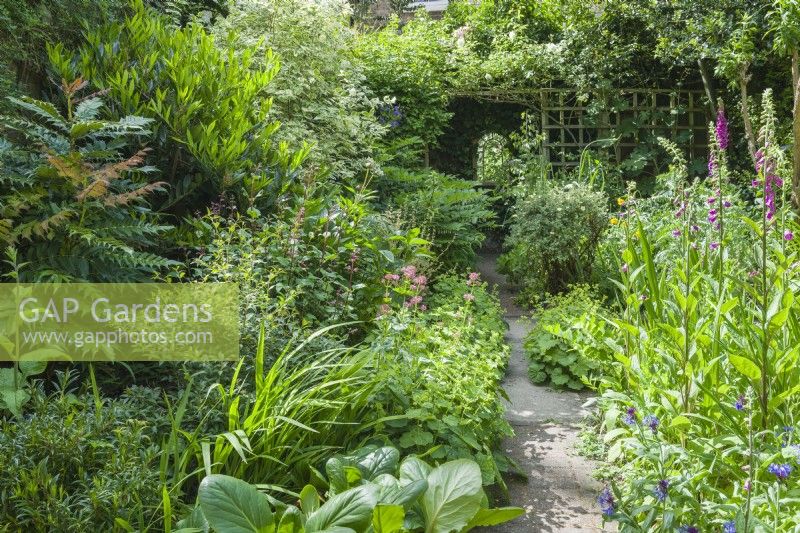 Small town garden overflowing with a mixed planting of perennials and evergreen shrubs. Mirror at the end of the path to provide a focal point. Foxgloves, valerian, mahonia, bergenia, Osmanthus delavayi, Prunus laurocerasus 'Otto Luyken' etc. May.