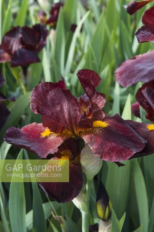 Iris 'Caliente'. Closeup of tall bearded beautifully scented iris flower. May.