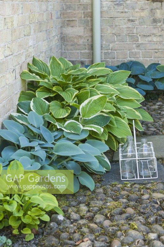 Group of variegated and blue-leaved hostas planted next to wall with milk bottle holder in a flint cobble yard. May