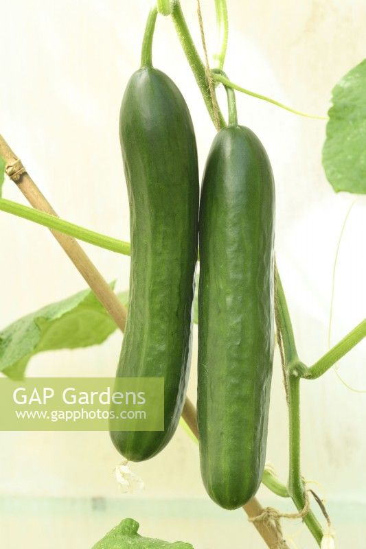 Cucumis sativus  'Passandra'  Cucumbers growing in greenhouse one fruit thinner in the middle than the ends which sometimes happens with this variety  July

