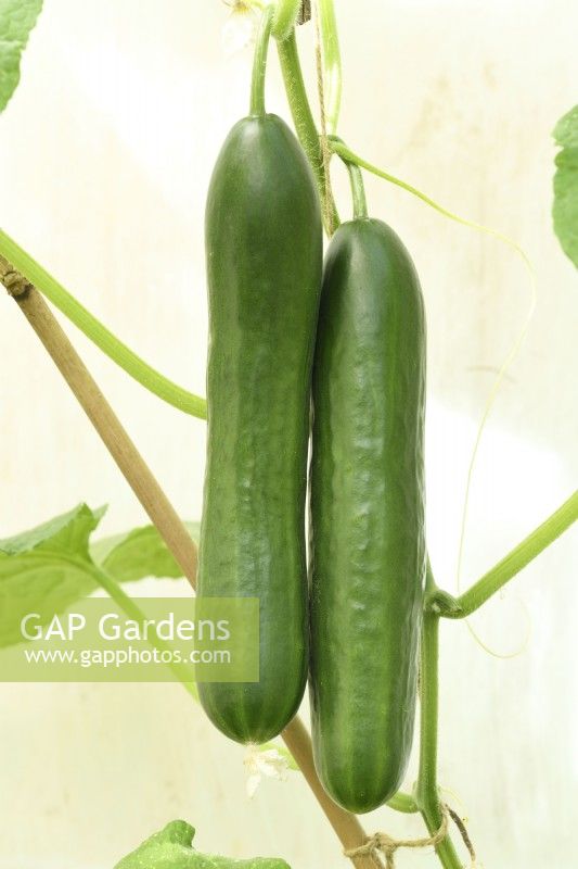 Cucumis sativus  'Passandra'  Cucumbers growing in greenhouse one fruit thinner in the middle than the ends which sometimes happens with this variety  July
