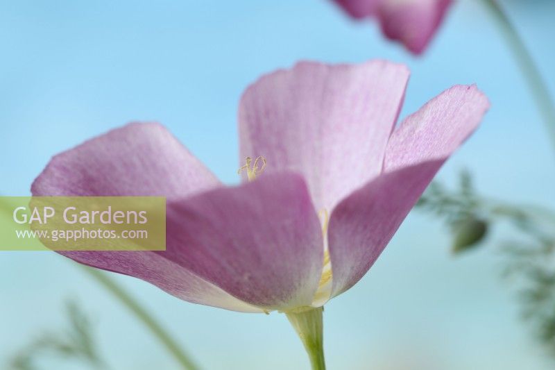 Eschscholzia californica  'Purple Gleam'  California poppy  July
