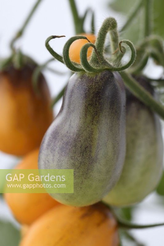 Solanum lycopersicum  'Indigo Pear Drop'  Ripe and unripe fruit  Tomatoes  Syn. Lycopersicon esculentum  August
