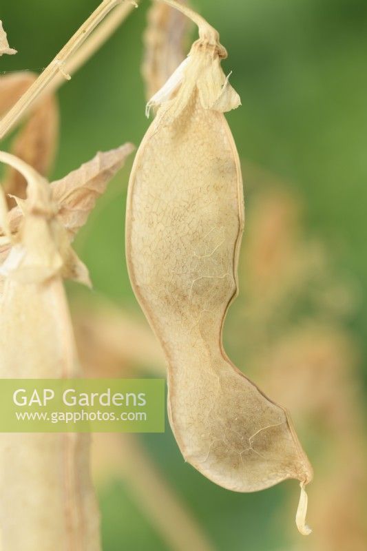 Pisum sativum  Pea pods allowed to dry on the vine to use for seed next year  July