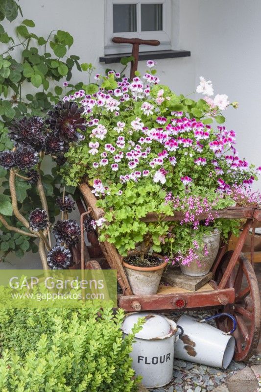 Display of pelargoniums on a small wooden cart in a July garden