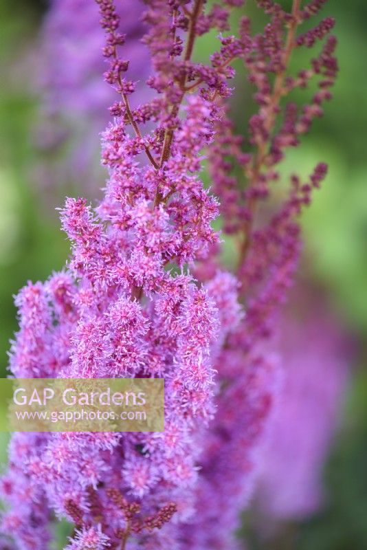 Astilbe chinensis var. taquetii Purple Lance in July
