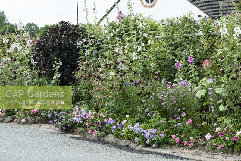 Roadside border full of flowers including hollyhocks and annuals including Scabiosa atropurpurea 'Black Knight', cornflowers, nicotianas and verbenas in July.