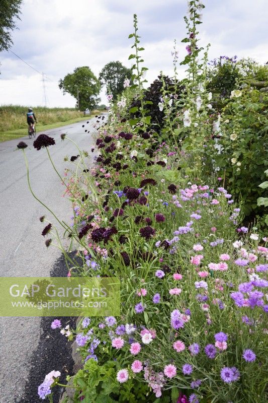Roadside garden full of flowers including hollyhocks and a wealth of annuals including Scabiosa atropurpurea 'Black Knight' in July