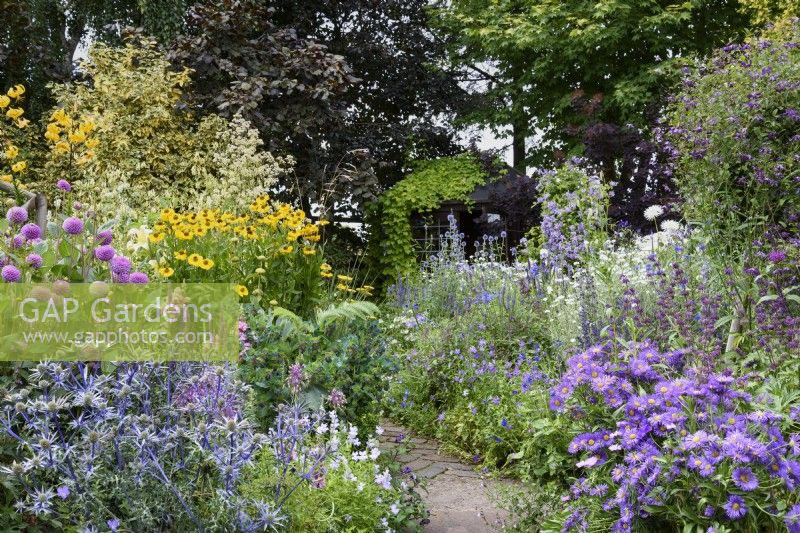 Colour themed borders in a small country garden in July including eryngiums, erigeron and yellow Helenium 'El Dorado'.