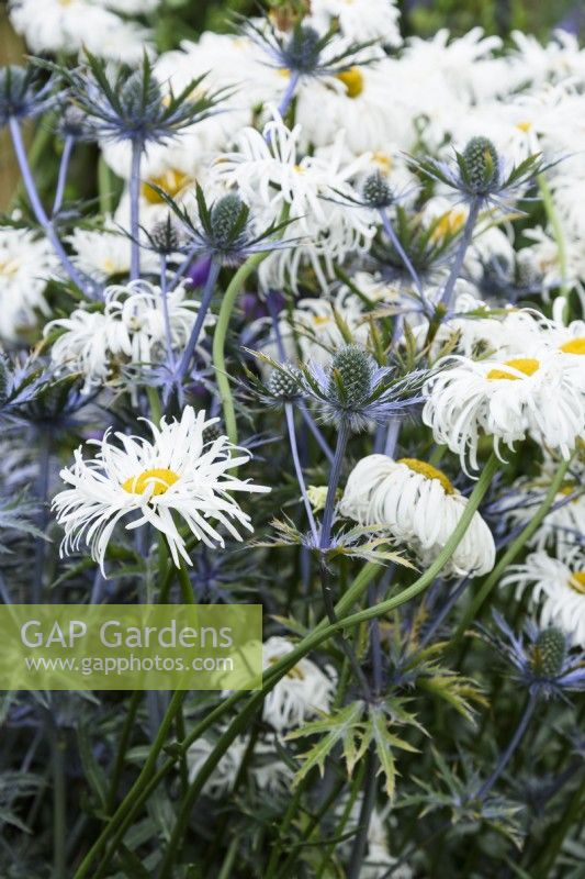 Eryngiums and shaggy leucanthemums in July