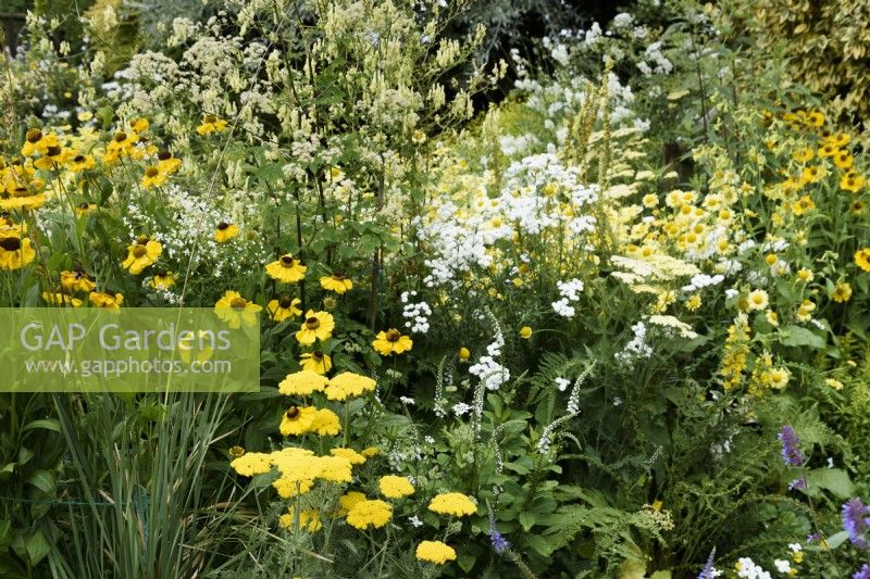 Colour themed borders in a cottage garden in July including yellow Helenium 'El Dorado'.