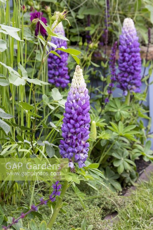 A flower bed cottage garden border in Spring with planting of Lupinus 'Persian Slipper' and Salvia 'Caradonna' on The SSAFA Garden RHS Chelsea Flower Show 2022 - Designed by Designer Amanda Waring - Built by Arun Landscapes - Sponsored by CCLA 