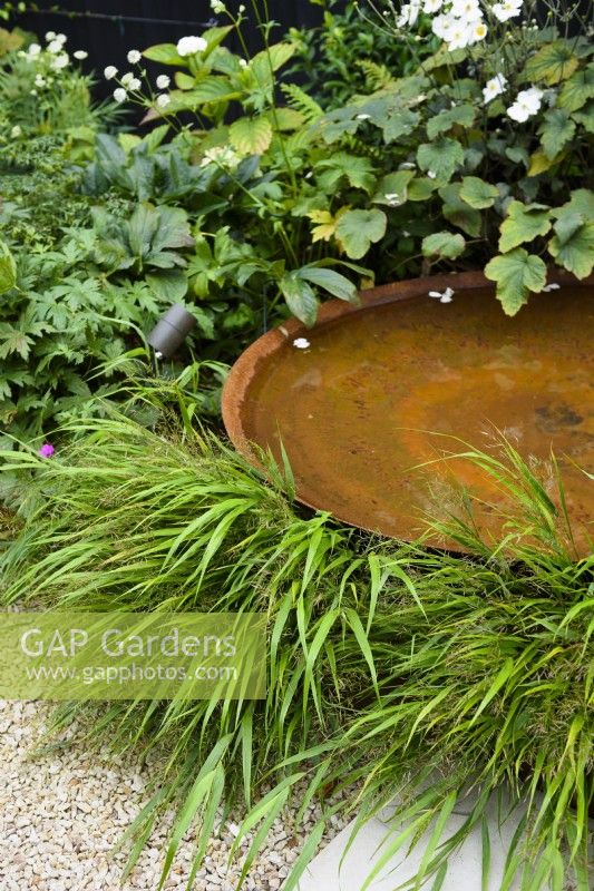 Corten steel water bowl surrounded by Hakonechloa macra and Anemone.
