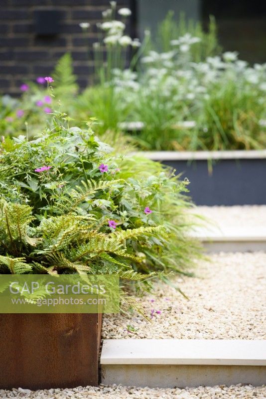 Raised corten steel bed with Polystichum polyblepharum and Geranium 'Patricia' next to gravel path with steps. 