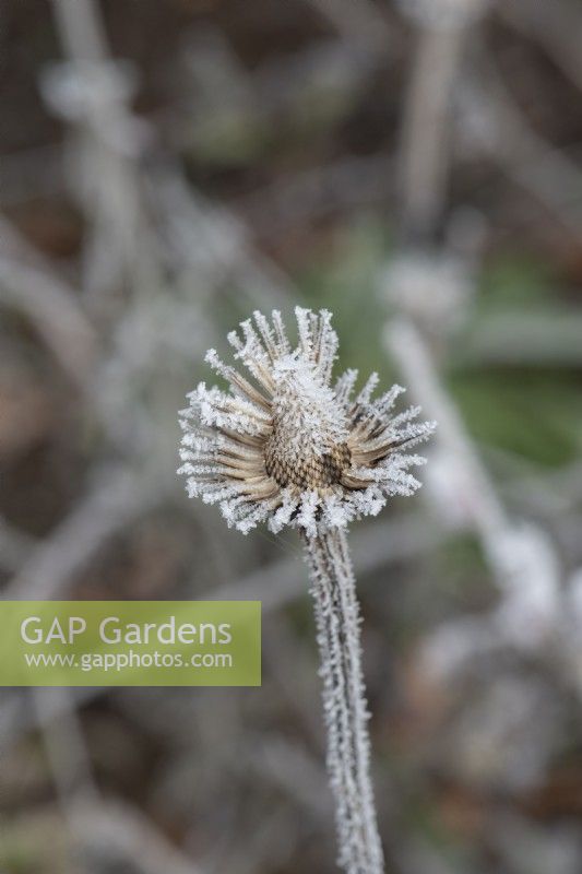 Echinacea purpurea 'Rubinglow' - Spent coneflower seedhead in the frost