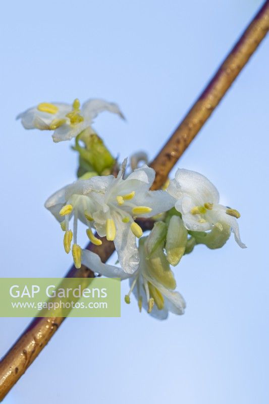 Lonicera x purpusii 'Winter Beauty' flowering in Winter - January