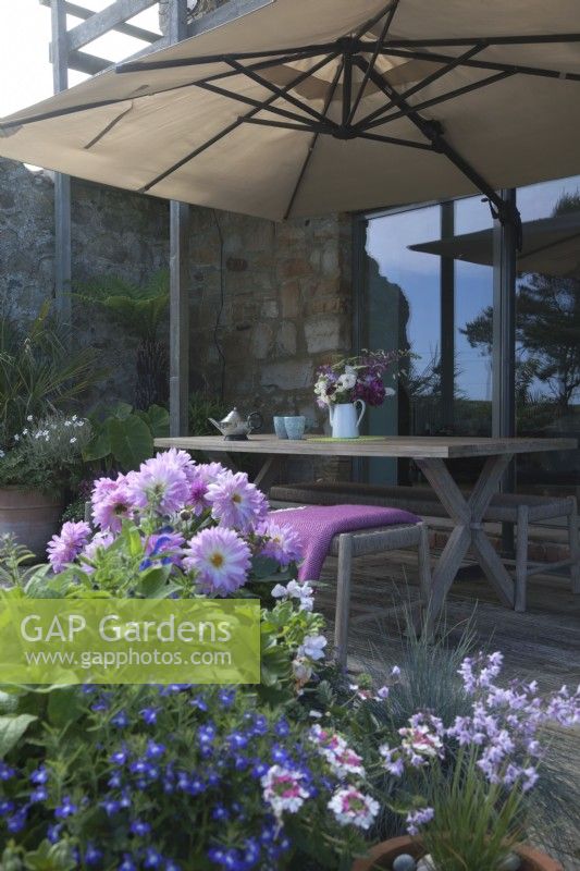Table set for tea, posy flower arrangement and large parasol, on decking. Potted pale pink Dahlia and
Salvia patens ' Blue Angel '   with bedding plants,   Tulbaghia violacea and Helictotrichon sempervirens - Blue Oat Grass in pots.