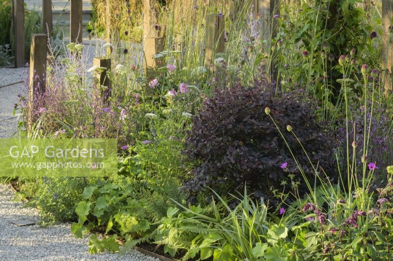 Mixed planting with Pittosporum 'Tom Thumb' in A Journey, in Collaboration with Sue Ryder garden at RHS Hampton Court Palace Garden Festival 2022