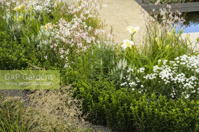 Planting of Hemerocallis 'Gentle Shepherd', Veronicastrum virginicum 'Album', and Gaura in Joy club garden - RHS Hampton Court Palace Garden Festival 2022