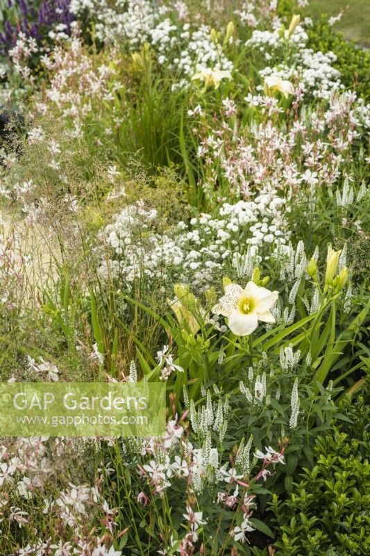 Planting of Hemerocallis 'Gentle Sheperd', Veronicastrum virginicum 'Album', and Gaura in Joy club garden - RHS Hampton Court Palace Garden Festival 2022