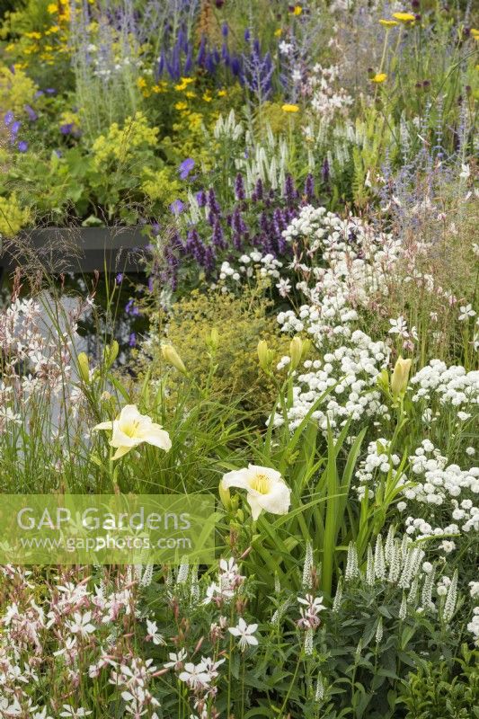 Planting of Hemerocallis 'Gentle Shepherd', Veronicastrum virginicum 'Album'  and Agastache in Joy club garden - RHS Hampton Court Palace Garden Festival 2022