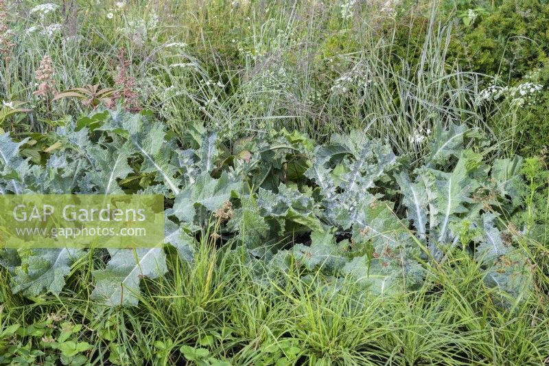 Native meadow planting with Onopordum acanthium in The Connections garden at RHS Hampton Court Palace Garden Festival 2022 