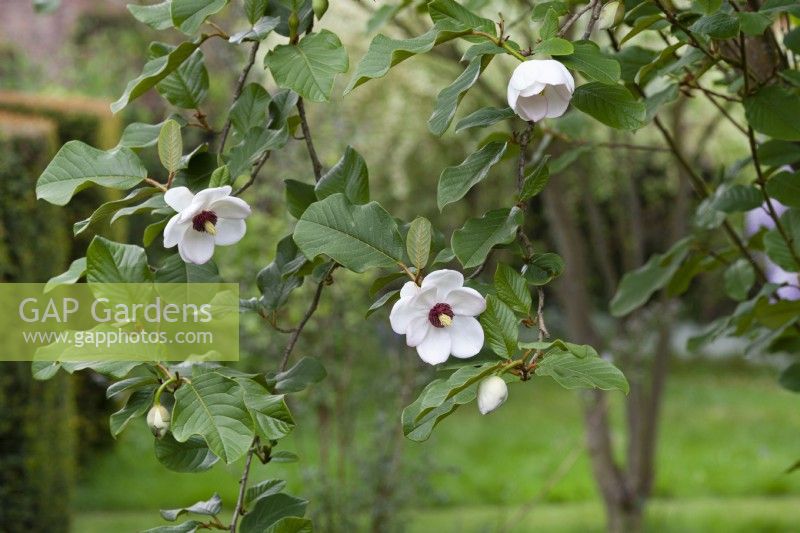 Magnolia Wilsonii - April