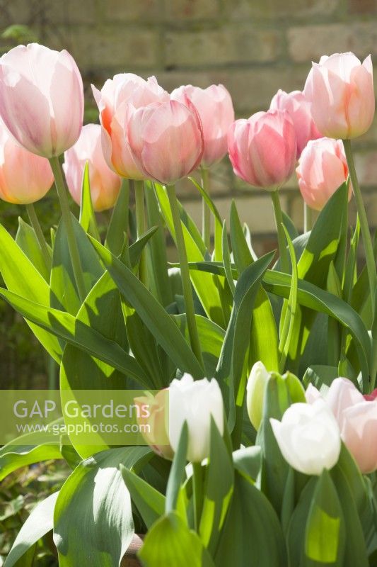 Tulipa 'Salmon van Eijk', 'Apriocot Beauty' and 'Purissima' - April.