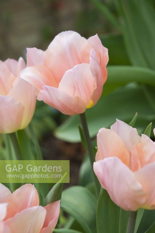 Tulipa 'Apricot Beauty' - April.