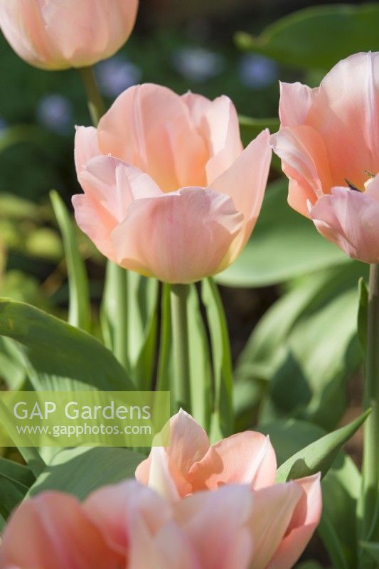 Tulipa 'Apricot Beauty' - April.