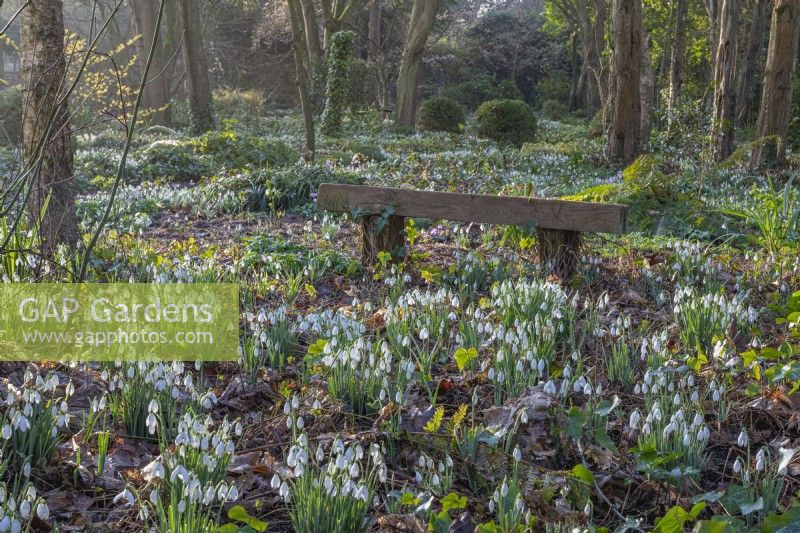 Drifts of Galanthus nivalis flowering in a woodland garden in Spring - February