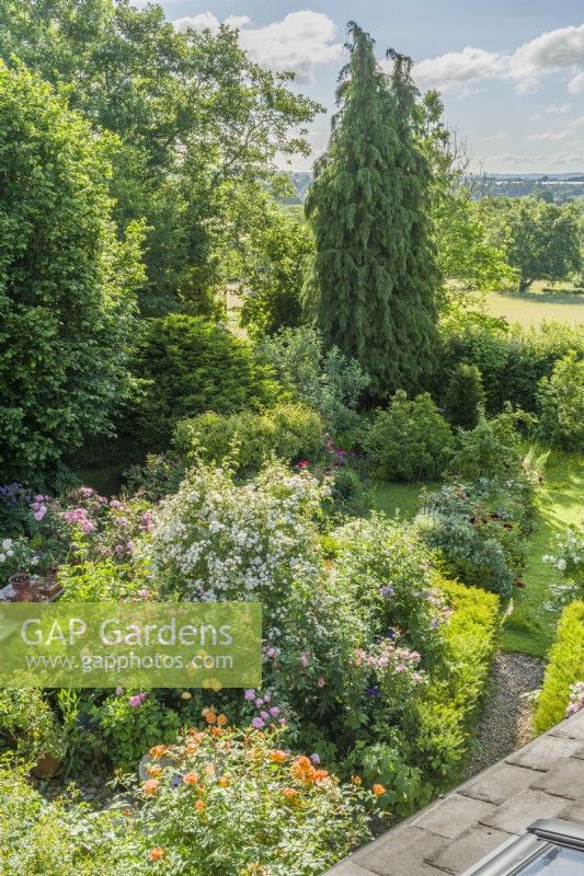 Aerial view of informal country garden filled with roses and perennials. Rosa 'Lady of Shalott', 'Mary Delany' syn. 'Mortimer Sackler', and 'Rambling Rector'.