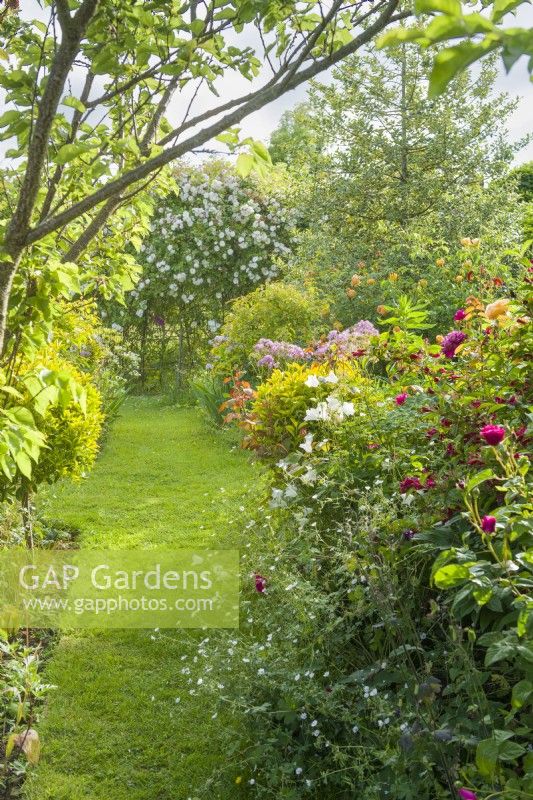 View along grass path between mixed borders. Weigelia, Canterbury bells, thalictrum,  roses and Rosa 'Adelaide d'Orleans' growing over a pergola at the end of the path. June