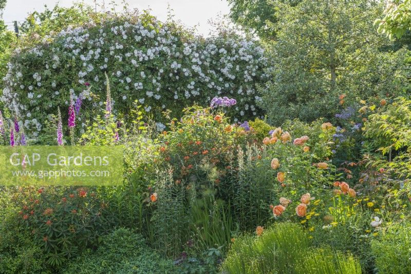 'Rosa 'Lady of Shalott' - syn. 'Ausnyson' in a mixed border with herbaceous plants including euphorbia, foxgloves and thalictrums. Rosa Adelaide d'Orleans' gowing on a pergola. June.