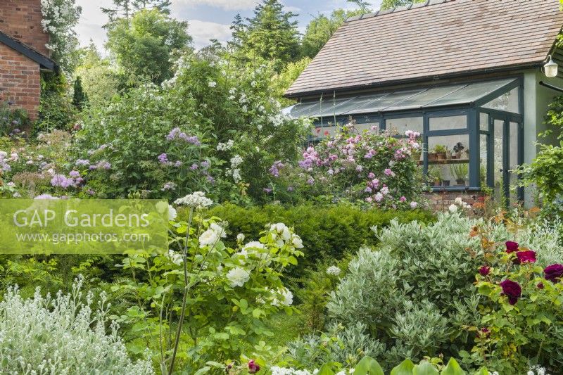 View of a country garden filled with roses and herbaceous perennials. June. Rosa 'Munstead Wood', 'Tranquility', 'Rambling Rector' and 'Mary Delany' syn. 'Mortimer Sackler'. Green painted timber greenhouse. Young yew hedge. Brachyglottis (Dunedin Group) 'Sunshine'