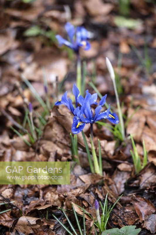 Iris reticulata 'Harmony' in an urban garden. Leaf matter left from the previous autumn to degrade naturally. 
